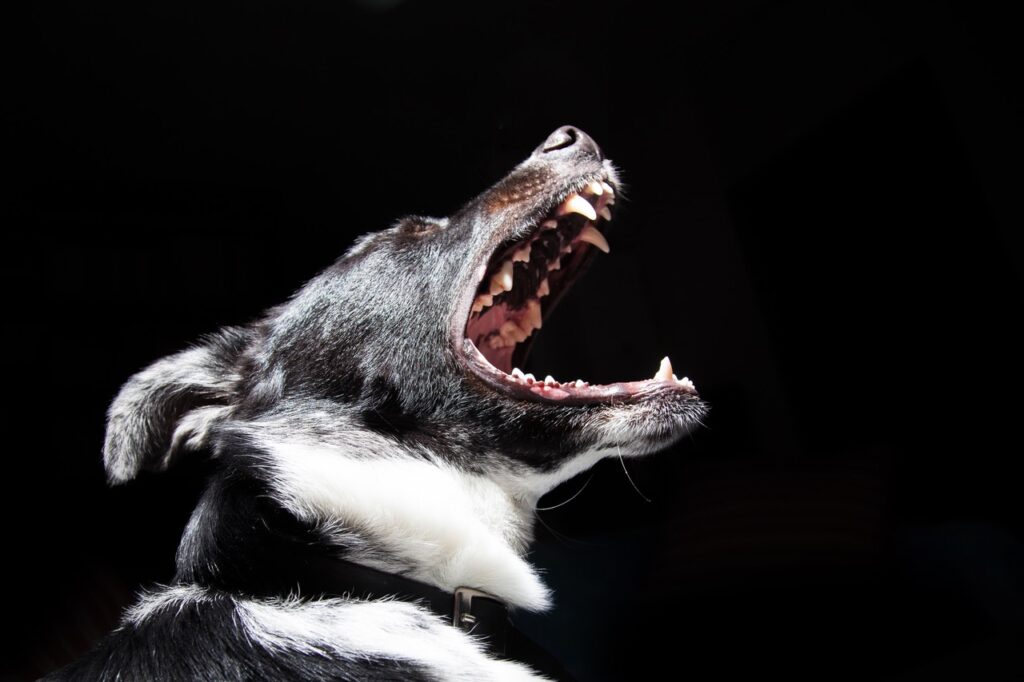 dog bite lawyer milwaukee WI